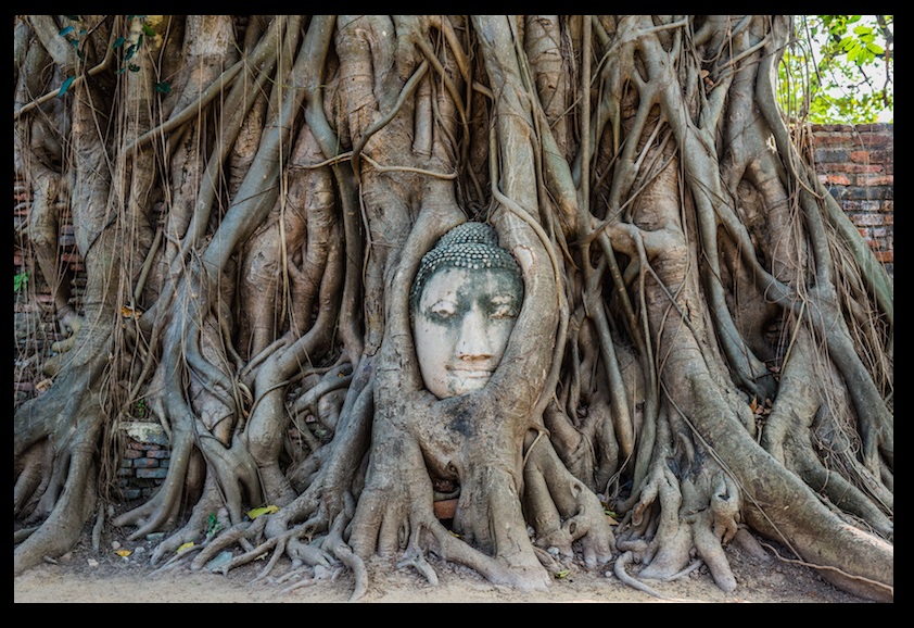 Buddha head - thailand